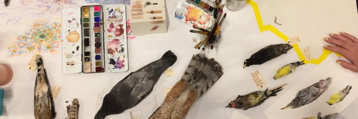 bird specimens from WSP Eco Projects ed collection