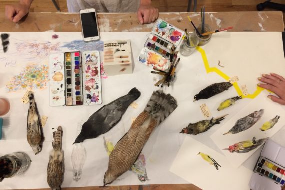bird specimens from WSP Eco Projects ed collection