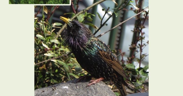 Biodiversity Day 2019 at 6&B Garden