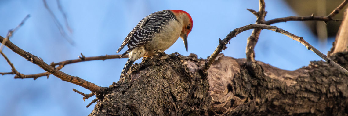 Red-bellied woodpecker by Richard Davis