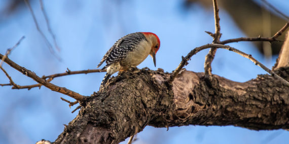 Red-bellied woodpecker by Richard Davis