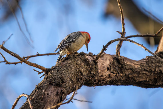 Red-bellied woodpecker by Richard Davis