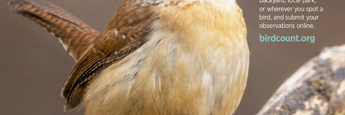 Carolina wren, GBBC 2020 poster