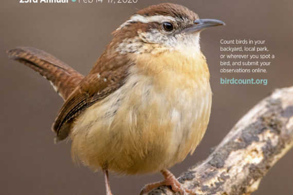 Carolina wren, GBBC 2020 poster