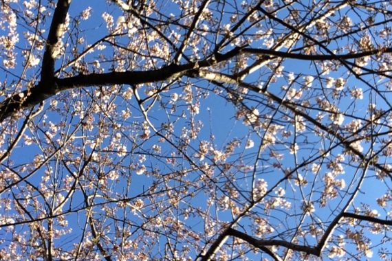 Yoshino cherry, Washington Square Park, March 2020