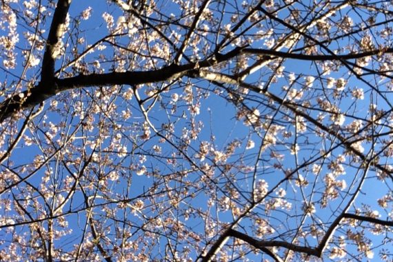 Yoshino cherry, Washington Square Park, March 2020