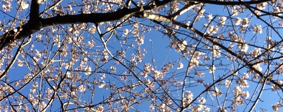 Yoshino cherry, Washington Square Park, March 2020