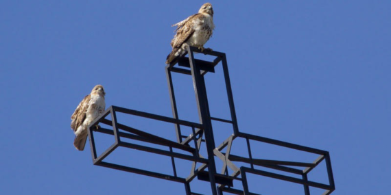 Red-tailed hawks perched on a church cross