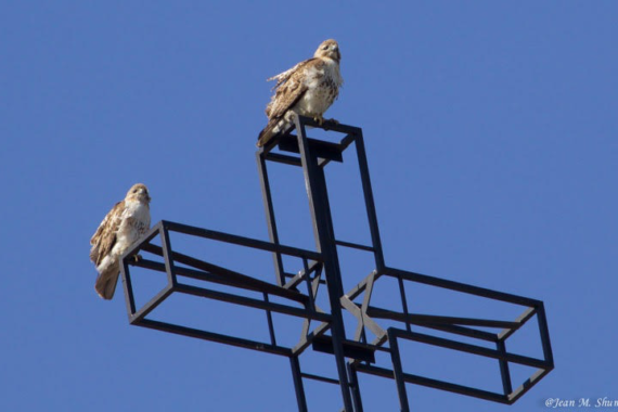 Red-tailed hawks perched on a church cross