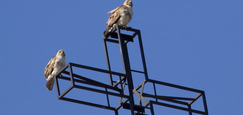 Red-tailed hawks perched on a church cross