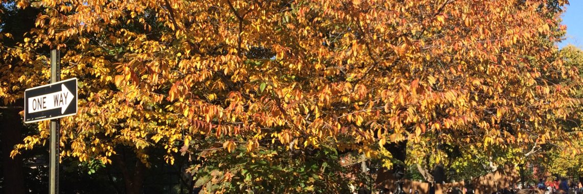 Yoshion cherry, fall foliage, Nov 2020, Washington Square Park