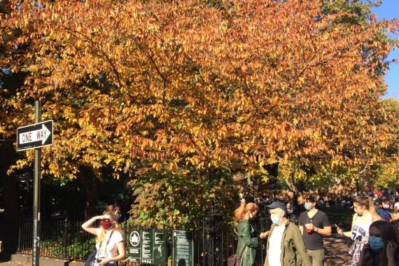 Yoshion cherry, fall foliage, Nov 2020, Washington Square Park