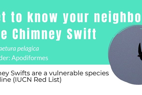 Get to know your neighbor: The Chimney Swift (poster)