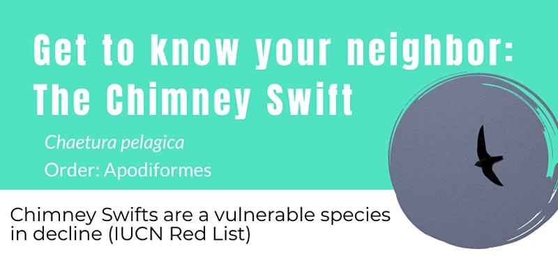 Get to know your neighbor: The Chimney Swift (poster)