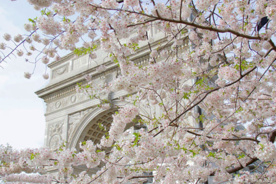 yoshino cherry blossoms in Washington Square Park