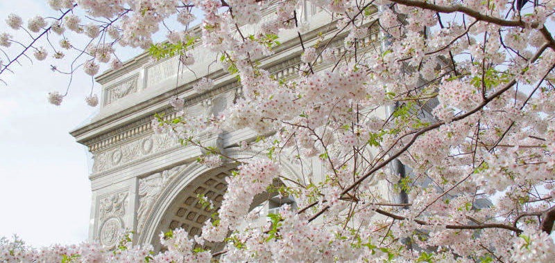 yoshino cherry blossoms in Washington Square Park