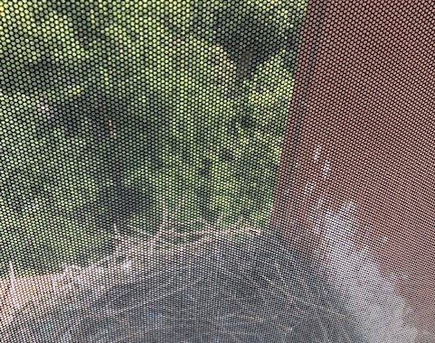 three red-tailed hawk eggs in a nest on a window ledge with tree canopy in the background