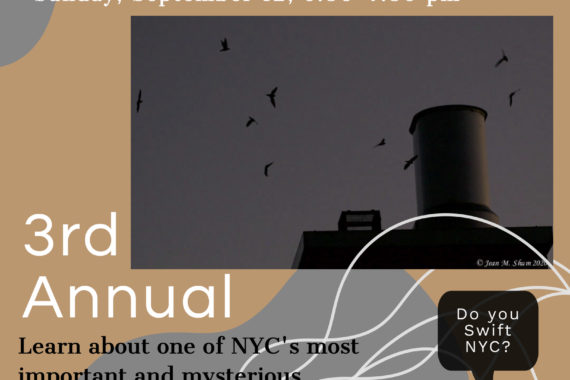 Image of swifts entering a chimney, swift with speech bubble" Do you swift NYC?", WSp Eco Projects logo, and text: Swift Night Out: Count the Birds!