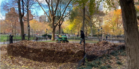 NYC Parks staff managing the leaf mulch project in Washington Square Park, Nov 2021