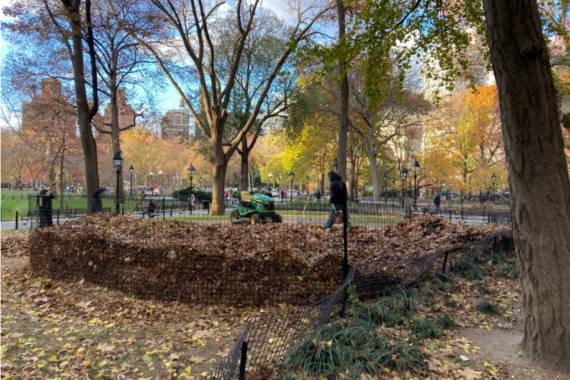 NYC Parks staff managing the leaf mulch project in Washington Square Park, Nov 2021