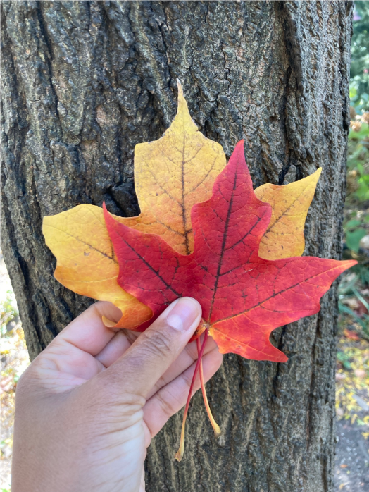 two sugar maple leaves showing fall color, washington square park, fall 2021