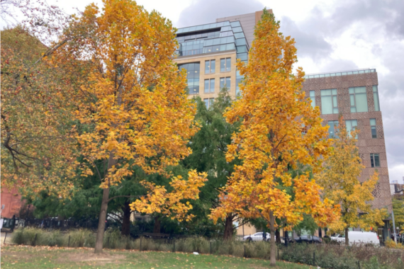 Tow tuliptrees with fall foliage of yellows and oranges, growing in a mounded grassy area,, Nov 15, 2021, Washington Square Park