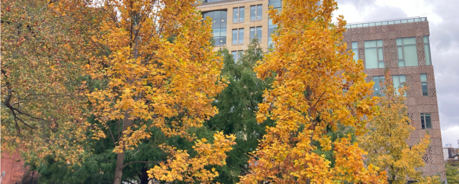 Tow tuliptrees with fall foliage of yellows and oranges, growing in a mounded grassy area,, Nov 15, 2021, Washington Square Park