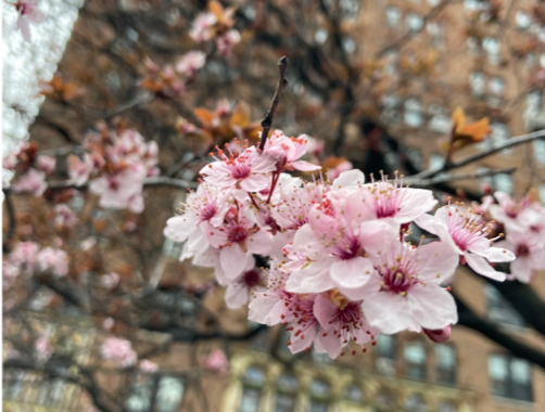 Purpleleaf plum flowers in bloom.