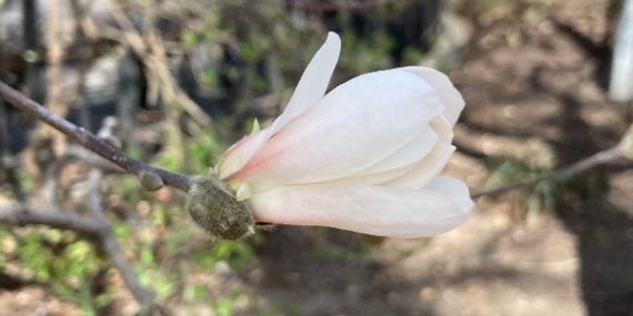 A star magnolia flower side view white petals with pink blush at the base.
