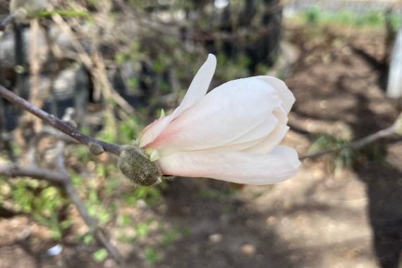 A star magnolia flower side view white petals with pink blush at the base.