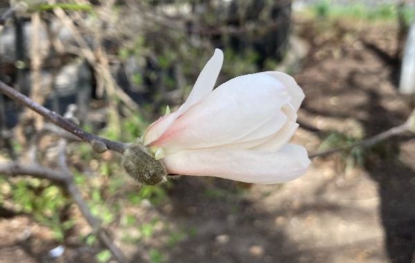 A star magnolia flower side view white petals with pink blush at the base.