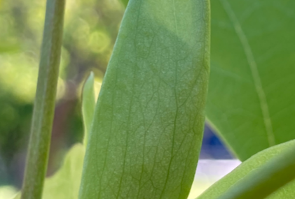 leaf bud with leaf visible, tuliptree