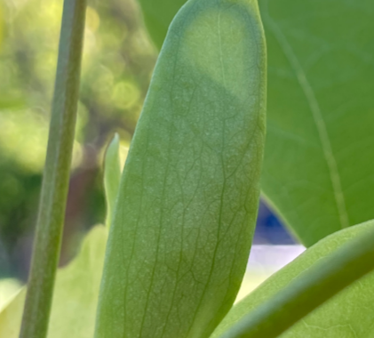 leaf bud with leaf visible, tuliptree