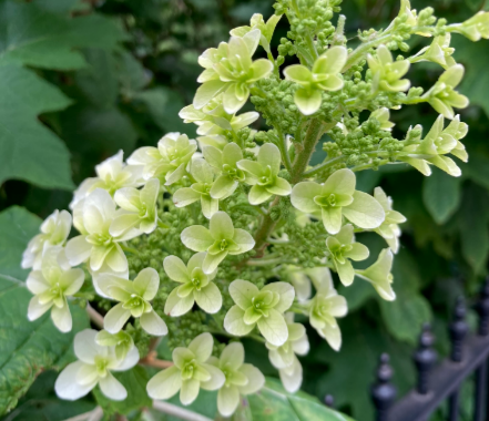 Inflorescence of an oakleaf hydrangea