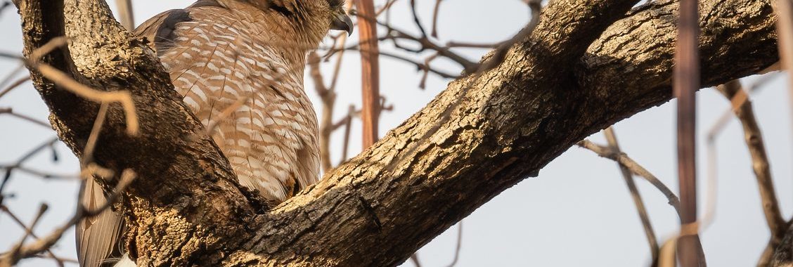 Cooper's hawk on a branch, Washington Square Park,