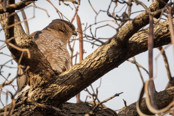 Cooper's hawk on a branch, Washington Square Park,
