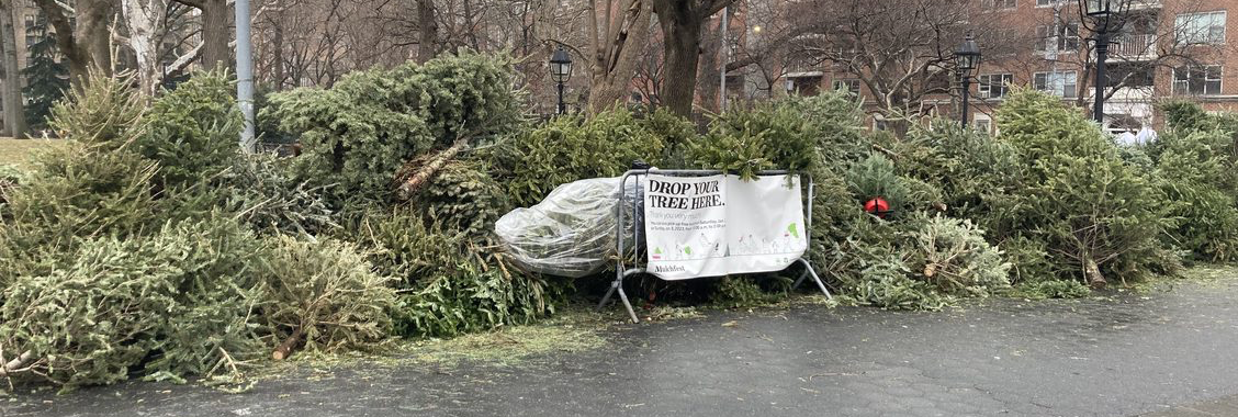 A large pile of Christmas trees waiting to be chipped into mulch.