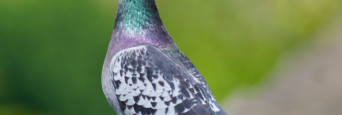 A pigeon perched on a wall