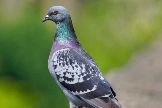 A pigeon perched on a wall