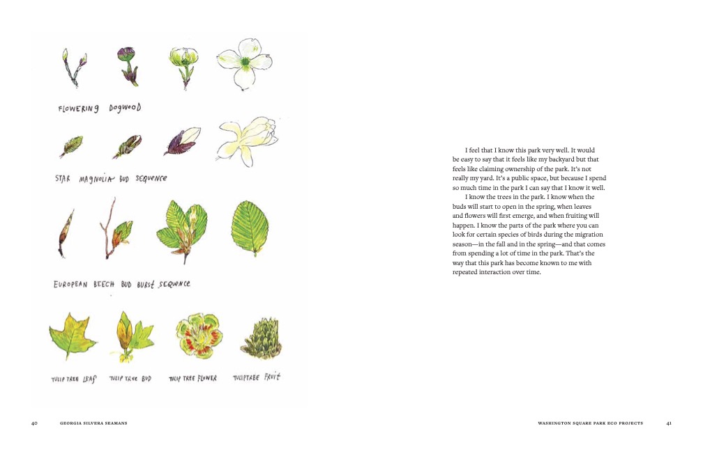 Ishita Jain's illustrations of Flowering Dogwood, Star Magnolia, European Beech, and Tulip Tree. © 2023 Ishita Jain, Searching for Sunshine, published by Princeton Architectural Press.