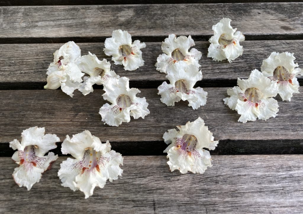 many fallen flowers of Northern Catalpa arranged on a wooden park bench