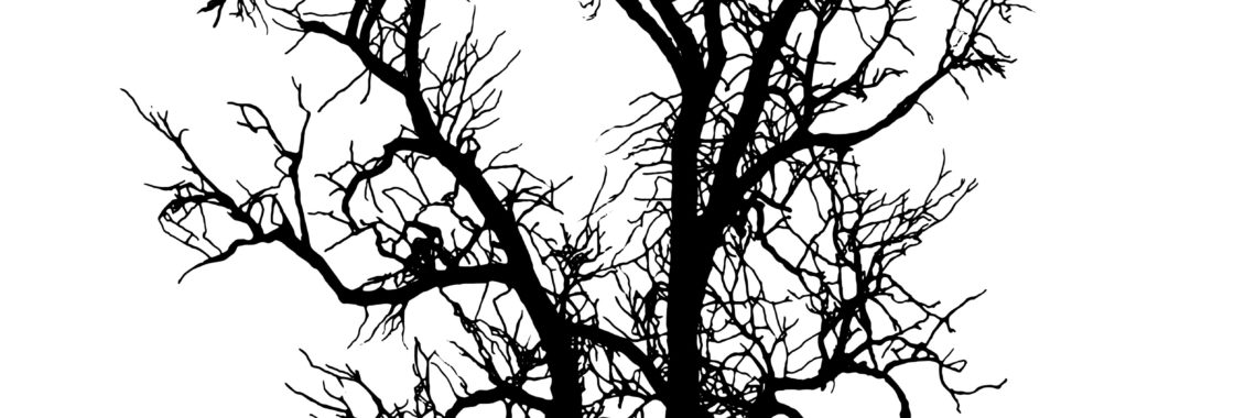 silhouette on the English Elm in Washington Square Park.