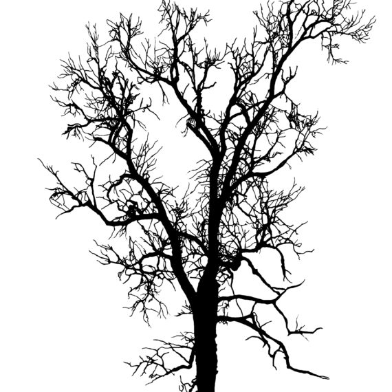black silhouette of the English Elm in the park on white background by Kristin Jones