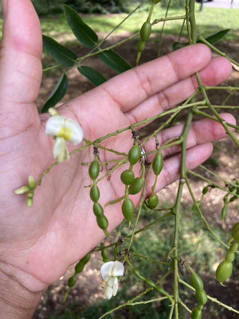 short seed pods of Japanese pagoda tree