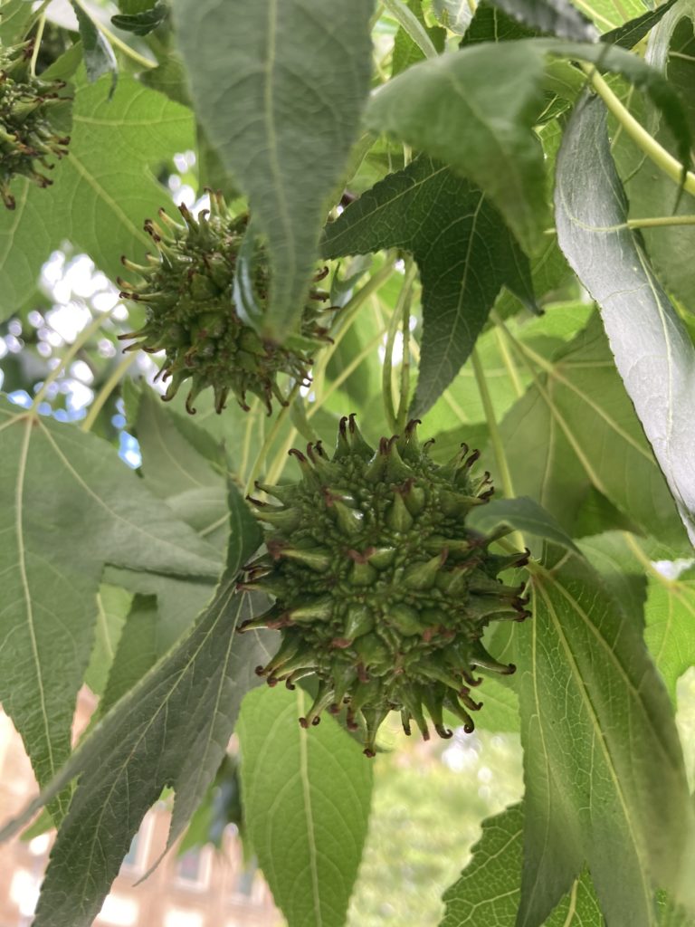 spiky seed balls of Sweetgum