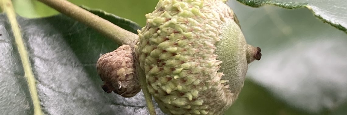 acorn of swamp white oak