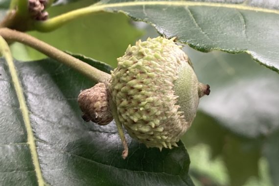 acorn of swamp white oak