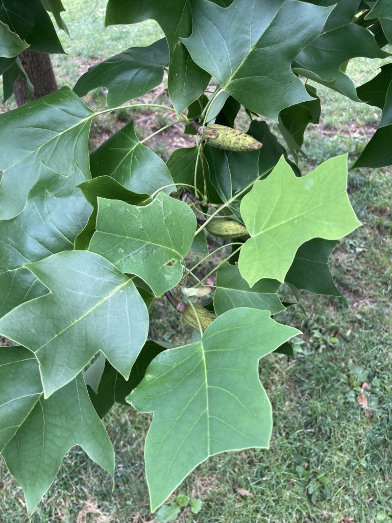 cone shaped fruits of tulip tree