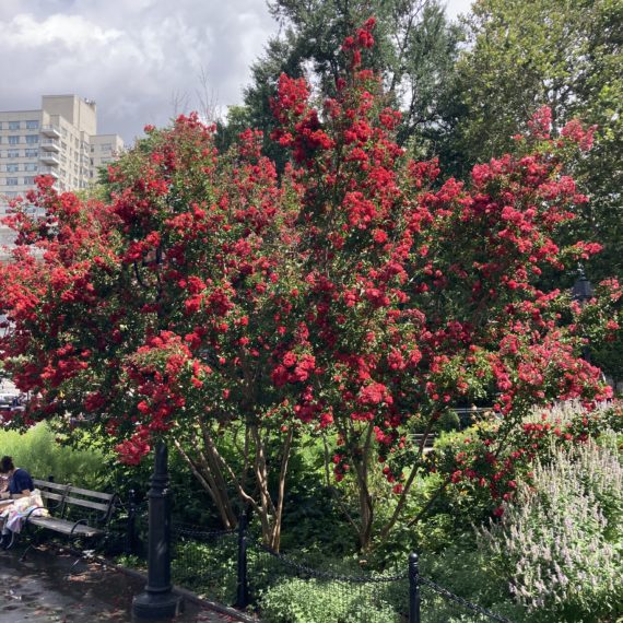 two red flowering Crape Myrtles