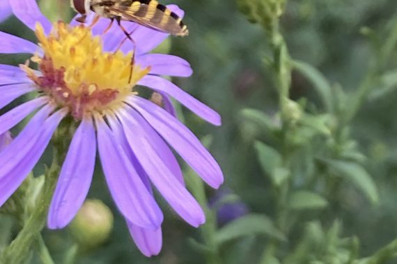 hover fly on a purple aster flower